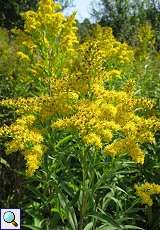 Kanadische Goldrute (Solidago canadensis) im Feuchtbiotop Pillebach