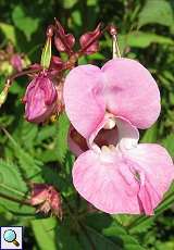 Drüsiges Springkraut (Impatiens glandulifera) im Feuchtbiotop Pillebach