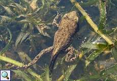 Junger Grasfrosch (Rana temporaria) im Feuchtbiotop Pillebach