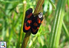 Gemeine Blutzikaden (Cercopis vulnerata) im NSG Pillebachtal