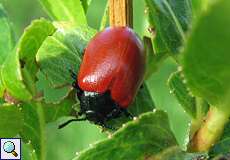 Pappelblattkäfer (Chrysomela populi) im NSG Pillebachtal