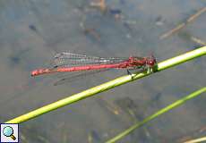 Frühe Adonislibelle (Pyrrhosoma nymphula) im Feuchtbiotop Pillebach