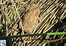 Erdkröte (Bufo bufo) im Feuchtbiotop Pillebach