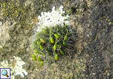 Polster-Kissenmoos (Grimmia pulvinata) im Feuchtbiotop Pillebach