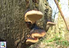 Fichtenporling (Fomitopsis pinicola) im Feuchtbiotop Pillebach