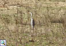 Graureiher (Ardea cinerea cinerea) im Feuchtbiotop Pillebach