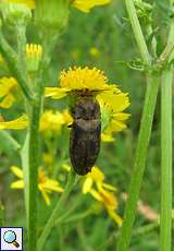 Mausgrauer Schnellkäfer (Agrypnus murinus)