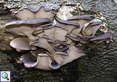Austernseitling (Oyster Mushroom, Pleurotus ostreatus)