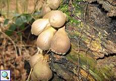 Birnenstäubling (Pear-shaped Puffball, Lycoperdon pyriforme)