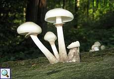 Buchenschleimrübling (Porcelain Mushroom, Oudemansiella mucida)