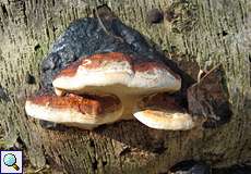 Fichtenporling (Red Banded Polypore, Fomitopsis pinicola)