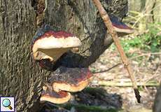 Fichtenporling (Red Banded Polypore, Fomitopsis pinicola)