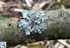 Sulcatflechte (Net-marked Parmelia, Parmelia sulcata)