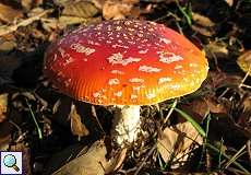 Fliegenpilz (Fly Agaric, Amanita muscaria var. muscaria)