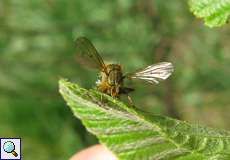 Fliegentöter (Entomophthora muscae)