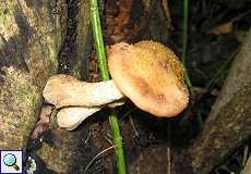 Gemeiner Hallimasch (Honey Mushroom, Armillaria mellea)
