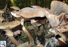 Gemeiner Hallimasch (Honey Mushroom, Armillaria mellea)