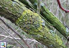 Gewöhnliche Gelbflechte (Common Orange Lichen, Xanthoria parietina)