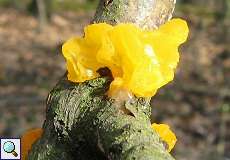 Goldgelber Zitterling (Yellow Brain Fungus, Tremella mesenterica)
