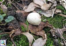 Halskrausen-Erdstern (Collared Eathstar, Geastrum triplex)