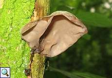 Judasohr (Jew's Ear Fungus, Hirneola auricula-judae)