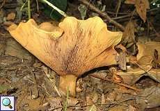 Kahler Krempling (Common Roll-rim, Paxillus involutus)