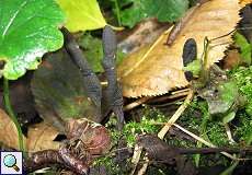 Langstielige Ahorn-Holzkeule (Dead Moll's Fingers, Xylaria longipes)