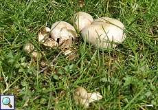 Mairitterling (St. George's Mushroom, Calocybe gambosa)