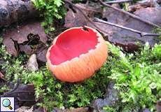 Österreichischer Kelchbecherling (Scarlet Cup, Sarcoscypha austriaca)