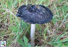 Schopftintling (Shaggy Ink Cap, Coprinus comatus)