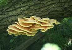 Schwefelporling (Chicken of the Woods, Laetiporus sulphureus)