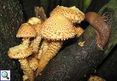 Sparriger Schüppling (Shaggy Scalycap, Pholiota squarrosa)