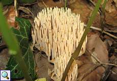 Steife Koralle (Upright Coral, Ramaria stricta)