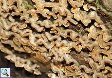 Striegeliger Schichtpilz (Crust Fungus, Stereum hirsutum)