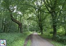 Gehölz im Naturschutzgebiet Rahmer Benden