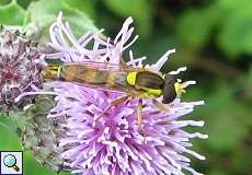 Gemeine Langbauchschwebfliege (Sphaerophoria scripta) im Naturschutzgebiet Rahmer Benden