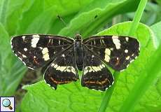 Landkärtchen (Araschnia levana) im Naturschutzgebiet Rahmer Benden