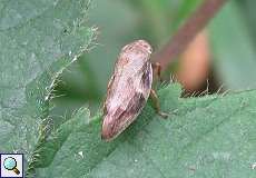 Erlenschaumzikade (Aphrophora alni) im Naturschutzgebiet Rahmer Benden