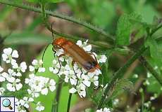 Rotgelber Weichkäfer (Rhagonycha fulva) im Naturschutzgebiet Rahmer Benden