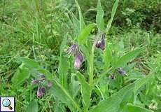 Echter Beinwell (Symphytum officinale) im Naturschutzgebiet Rahmer Benden