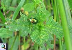 Prächtiger Blattkäfer (Chrysolina fastuosa) im Naturschutzgebiet Rahmer Benden