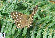 Waldbrettspiel (Pararge aegeria) im Naturschutzgebiet Rahmer Benden