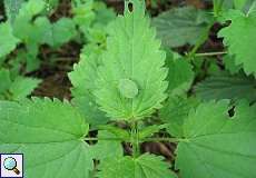 Grüne Stinkwanze (Palomena prasina), Larve, im Naturschutzgebiet Rahmer Benden