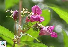 Drüsiges Springkraut (Impatiens glandulifera) im Naturschutzgebiet Rahmer Benden