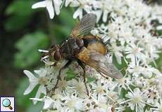 Igelfliege (Tachina fera/magnicornis) im Naturschutzgebiet Rahmer Benden