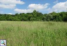 Wiese und Heckenlandschaft im NSG Rotthäuser Bachtal