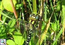 Blaugrüne Mosaikjungfer (Aeshna cyanea) im NSG Rotthäuser Bachtal