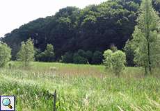 Röhrichtzone im NSG Rotthäuser Bachtal Röhrichtzone im NSG Rotthäuser Bachtal