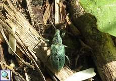 Grünrüssler (Phyllobius sp.) im NSG Rotthäuser Bachtal