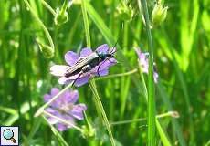 Grüner Scheinbockkäfer (Oedemera nobilis) im NSG Rotthäuser Bachtal